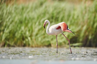 Greater Flamingo (Phoenicopterus roseus) walking in the water, Parc Naturel Regional de Camargue,