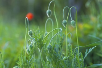 Close-up, poppy flowers (Papaver rhoeas), bud, Neustadt am Rübenberge, Germany, Europe