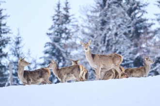 Red deer (Cervus elaphus) pack on a snowy meadow in the mountains in tirol, standing, Kitzbühel,