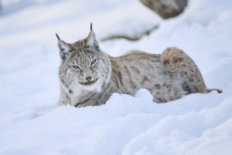 Eurasian lynx (Lynx lynx) lying in the snow, Wildpark Aurach, Kitzbühl, Tirol, Austria, Europe