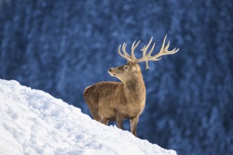 Red deer (Cervus elaphus) stag on a snowy meadow in the mountains in tirol, Kitzbühel, Wildpark