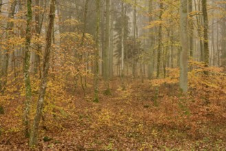 Deciduous forest, Colourful, Fog, Autumn, Helmstadt, Würzburg, Franconia, Bavaria, Germany, Europe