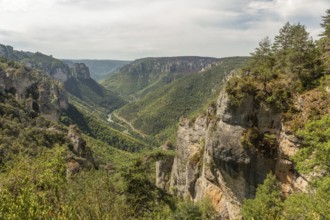 Gorges of Tarn seen from hiking trail on the corniches of Causse Mejean above the Tarn Gorges. La