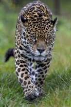 Jaguar (Panthera onca) with radio collar sneaks through the grass, captive, Conservation Land Trust