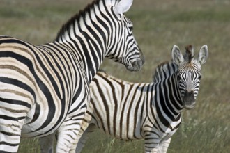 Burchell's zebra (Equus quagga burchellii) with foal, Etosha National Park, Namibia, South Africa,