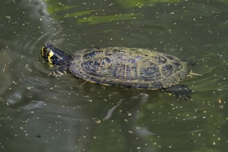 Yellow-bellied slider (Trachemys scripta scripta), land and water turtle native to the southeastern