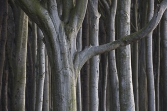 Beech trees, shaped by strong sea winds, at Ghost Wood, Gespensterwald along the Baltic Sea beach