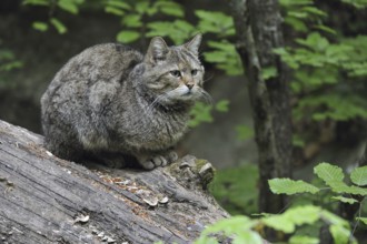 Wild cat (Felis silvestris) resting on fallen tree trunk in woodland, Bavarian Forest, Germany,