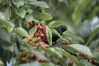 Common blackbird (Turdus merula) male eating red cherries of wild cherry (Prunus avium) tree,