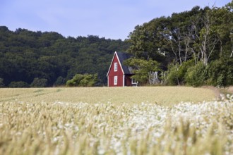 Lonely traditional red wooden cottage along field in summer in rural Skåne, Scania, Sweden,