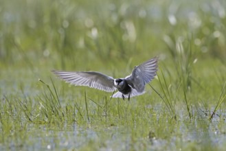 Whiskered tern (Chlidonias hybridus) (Chlidonias hybrida) catching damselfly in marshland,