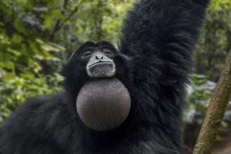 Siamang (Symphalangus syndactylus) with throat sac inflated, arboreal black-furred gibbon native to