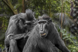 Celebes crested macaque (Macaca nigra), crested black macaque grooming and delousing group member,