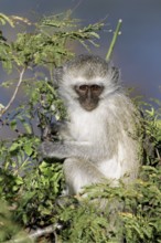 Vervet monkey (Cercopithecus aethiops) portrait, Kruger National Park, South Africa, Africa