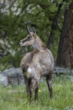 Alpine chamois (Rupicapra rupicapra) in coniferous forest under larch tree in spring