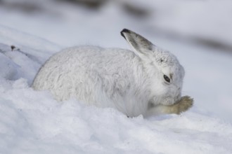 Mountain hare (Lepus timidus), Alpine hare, snow hare in white winter pelage grooming fur of