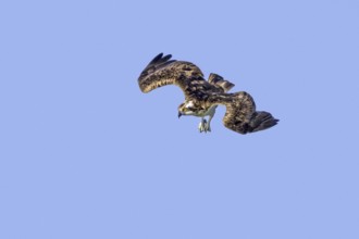 Western osprey (Pandion haliaetus) in flight, diving with feet stretched forward to catch fish from