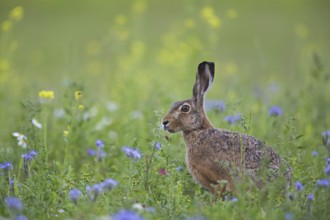 European brown hare (Lepus europaeus) sitting in meadow, grassland among wildflowers in summer