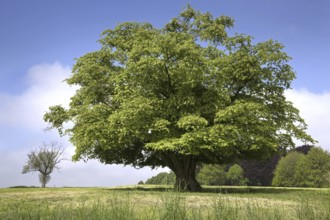 Solitary European hornbeam (Carpinus betulus) tree in meadow in spring, Belgium, Europe