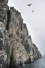 Alkefjellet, sea cliff housing seabird colony of thick-billed murres (Uria lomvia), Brünnich's