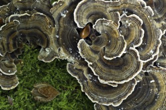 Many zoned polypore, turkey tail bracket fungus (Coriolus) (Trametes versicolor) growing on tree