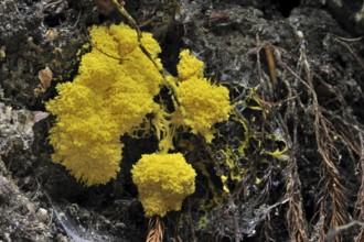 Scrambled egg slime mold, dog vomit slime mold (Fuligo septica) on decaying wood