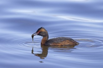 Horned grebe, Slavonian grebe (Podiceps auritus) swimming with caught three-spined stickleback