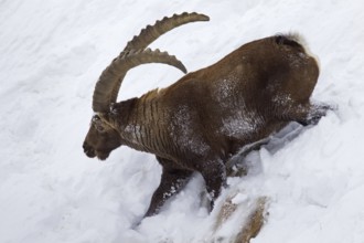 Alpine ibex (Capra ibex) male foraging in the snow in winter