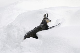 Chamois (Rupicapra rupicapra) foraging in deep powder snow in winter, Gran Paradiso National Park,