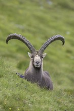 Alpine ibex (Capra ibex) male with big horns in summer in the Hohe Tauern National Park, Austrian