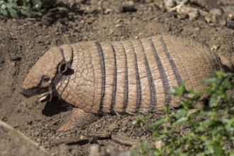 Yellow armadillo, six-banded armadillo (Euphractus sexcinctus) digging in search for prey, native