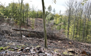 Trees damaged by climatic warming, drought, wind breakage and bark beetle, photographed on 2.11