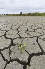 New shoot of plant in dry cracked clay mud in dried up lake bed, riverbed caused by prolonged