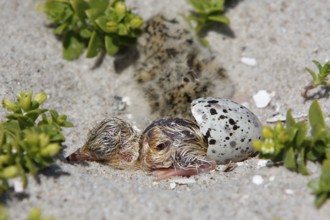 Little Tern (Sternula albifrons), chick hatching, Little Tern hatching, Lower Saxon Wadden Sea