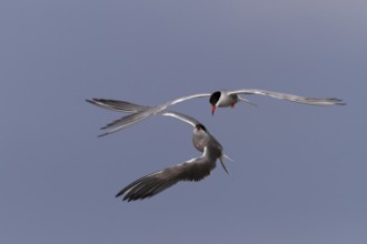 Common Tern (Sterna hirundo), pair in mating flight, Lower Saxon Wadden Sea National Park, East