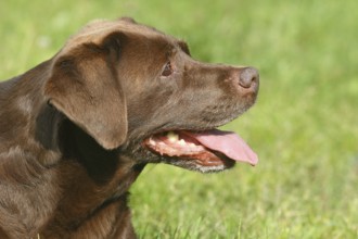 Labrador Retriever (Canis lupus familaris), female, 13 years, North Rhine-Westphalia, Germany,