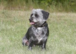 Dachshund Shih Tzu mix (Canis lupus familaris), male 4 years, sitting on the meadow, North