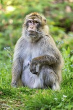 Barbary macaque (Macaca sylvanus), Occurrence in Morocco, captive, Rhineland-Palatinate, Germany,