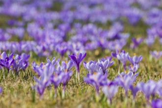 Drebach Crocus Meadows