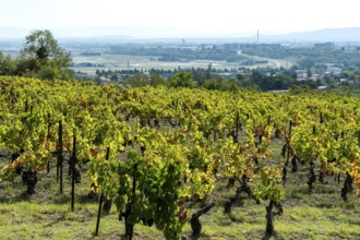 Chateaugay vineyard, AOC Côtes-d'Auvergne. Puy de Dome department. Auvergne Rhone Alpes. France