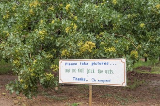 Alamogordo, New Mexico, Pistachios growing at Eagle Ranch, which sells the nuts under the Heart of