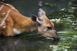 Western Sitatunga (Tragelaphus spekii gratus), female, captive, occurrence in Africa