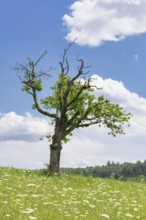 Old cherry tree in summer meadow, forest, Baden-Württemberg, Germany, Europe