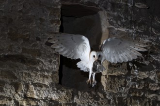 Common barn owl (Tyto alba) with captured mouse, Bitburg, Rhineland-Palatinate, Germany, Europe