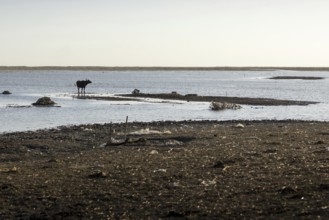 Weltkulturerbe Marschland, in Basra, 10.03.2023