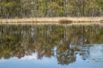 Nature conservation and FFH area, Heideweiher, Heubachniederung, Gescher, Münsterland, North