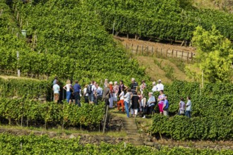 Open Winery Day in Saxony