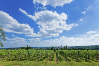 View of Meissen from the Proschwitz Winery