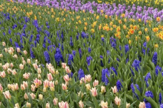 Colourful flower bed with tulips and hyacinths, Keukenhof, Lisse, South Holland, Netherlands