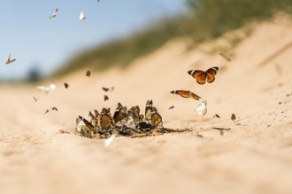 Butterflies gathering on wet sand. Boquet image of a group of butterflies. Butterfly in flight.